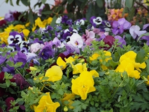 パンジーの写真