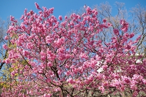 サンシュユとハナモモの写真
