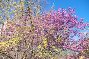 サンシュユとハナモモ