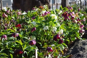 クリスマスローズの写真