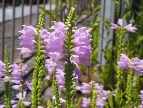 ハナトラノオの写真