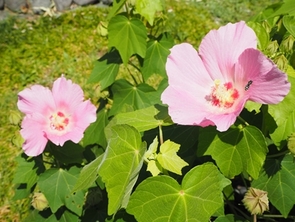 フヨウとハチの写真