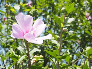 ハイビスカスの写真