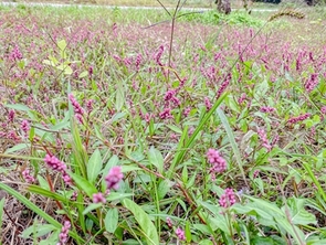 イヌダテの写真