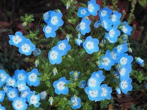 ネモフィラの写真