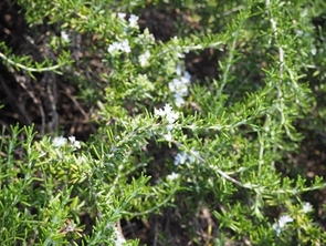 ローズマリーの写真