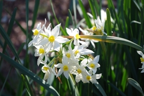 スイレンの写真