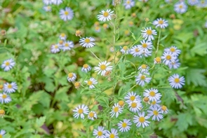 デイジーの写真