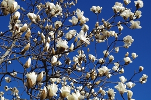 ハクモクレンの写真