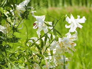 ヤマユリの写真