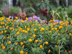 キンセンカの写真