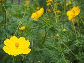 キバナコスモスの写真