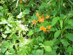 キツネノカミソリの写真