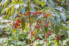 マンリョウの写真