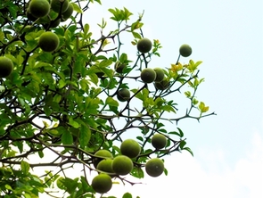 カラタチの写真