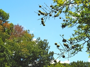 カラタチの写真