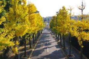 630-001_竹山のイチョウ並木