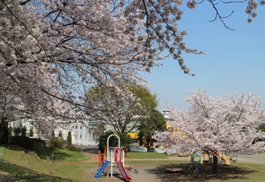 610_013_十日市場東公園の桜