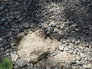 シオカラトンボ