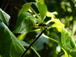 シオカラトンボ