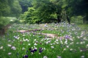 菖蒲園