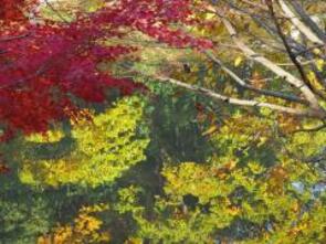 カワセミの来る池