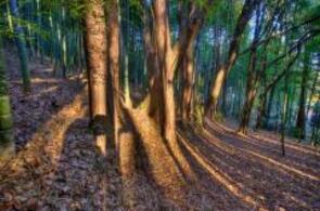 木漏れ日の中で感じる