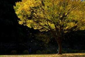 落ち葉のシャワー