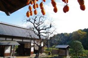 長屋門と干し柿