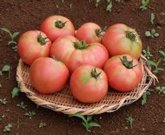hình ảnh cà chua
