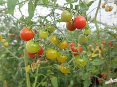 ミニトマトの写真