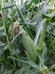 トウモロコシの写真