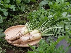 大根の写真