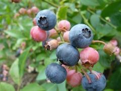 ブルーベリーの写真