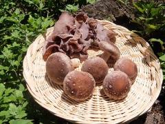 きくらげと椎茸の写真