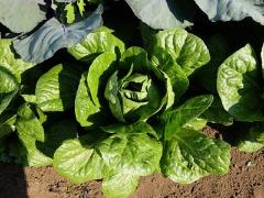 ロメインレタスの写真