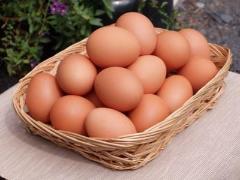 たまごの写真