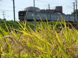 Đường Yokohama và cánh đồng lúa