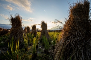 P2021_003_ひこばえ