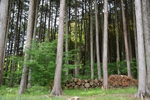 P2021_004_新治の森