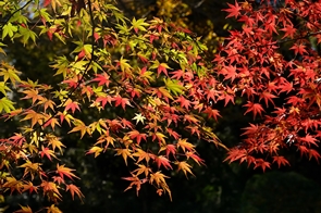 P2021_006_グラデーション