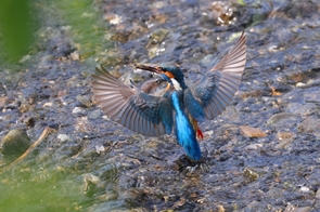 P2021_016_美しき清流春の恩田川