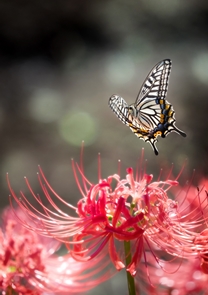 P2021_022_光に誘われて