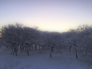 2022P-011雪降った翌朝