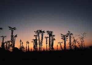 2022P-013暮れる頃