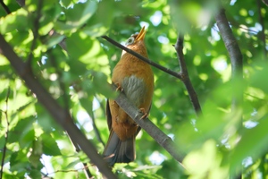 2022P-014木の中で歌うガビチョウ