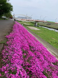 2022P-018心躍る、春の芝桜