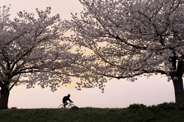 夕焼けと桜のサイクル