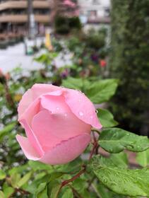 Rose of the Midori Ward Office