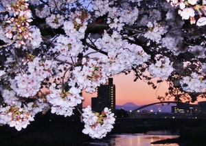 The evening view of cherry blossoms